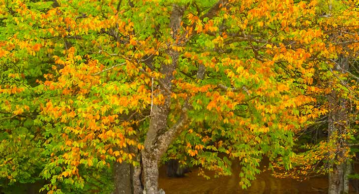 Herbstlicher Baum mit grünen und orangefarbenen Blättern am Flussufer